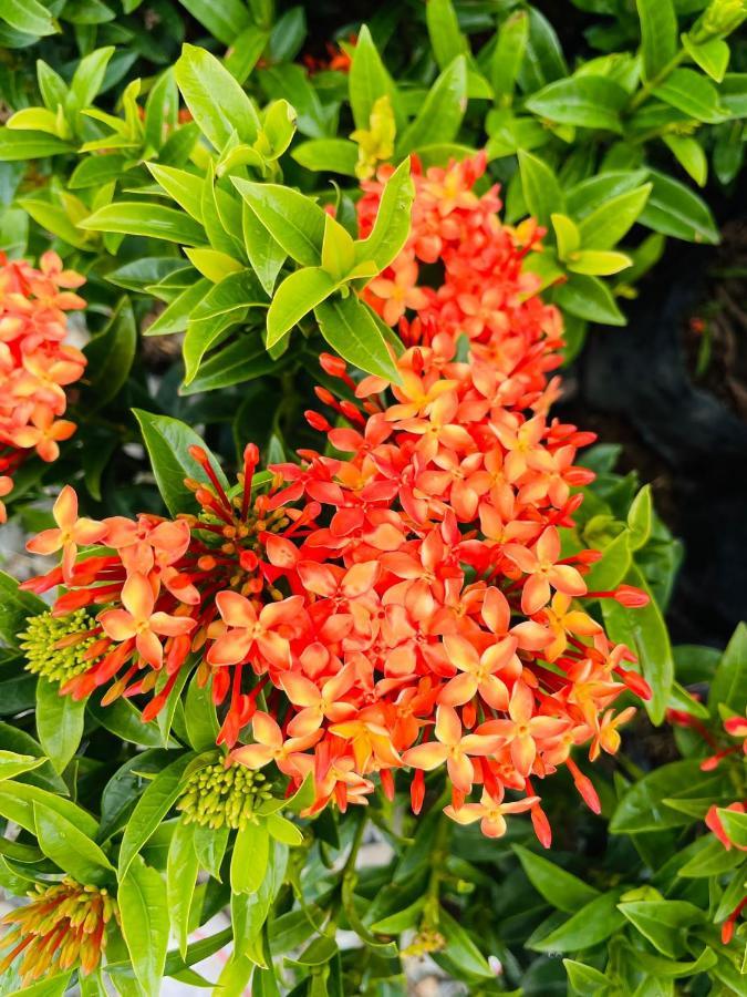 Jardin De Primavera Apartamentos Exteriér fotografie